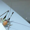 Katydid (bush-cricket) nymph