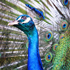 Indian Peafowl (male Peacock)