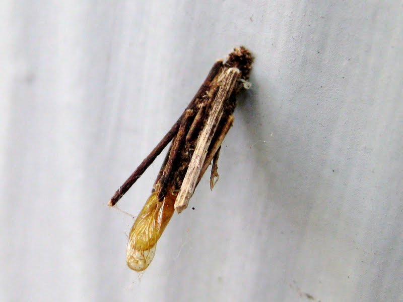 Bagworm egg case