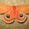 Mariposa olho-de-boi