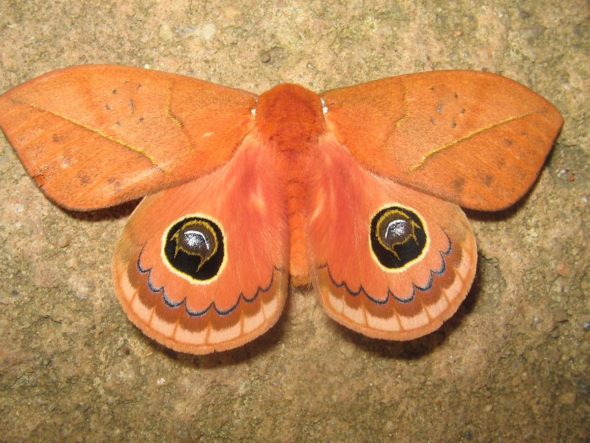 Mariposa olho-de-boi