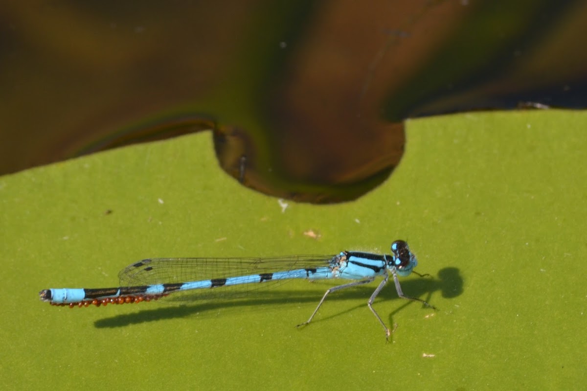 Damselflies