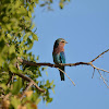 Lilac-breasted Roller