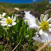 White Marsh Marigold