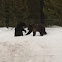 Grizzy Bear cubs