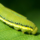 Mottled Emigrant Caterpillar