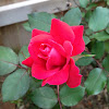 Double knockout rose