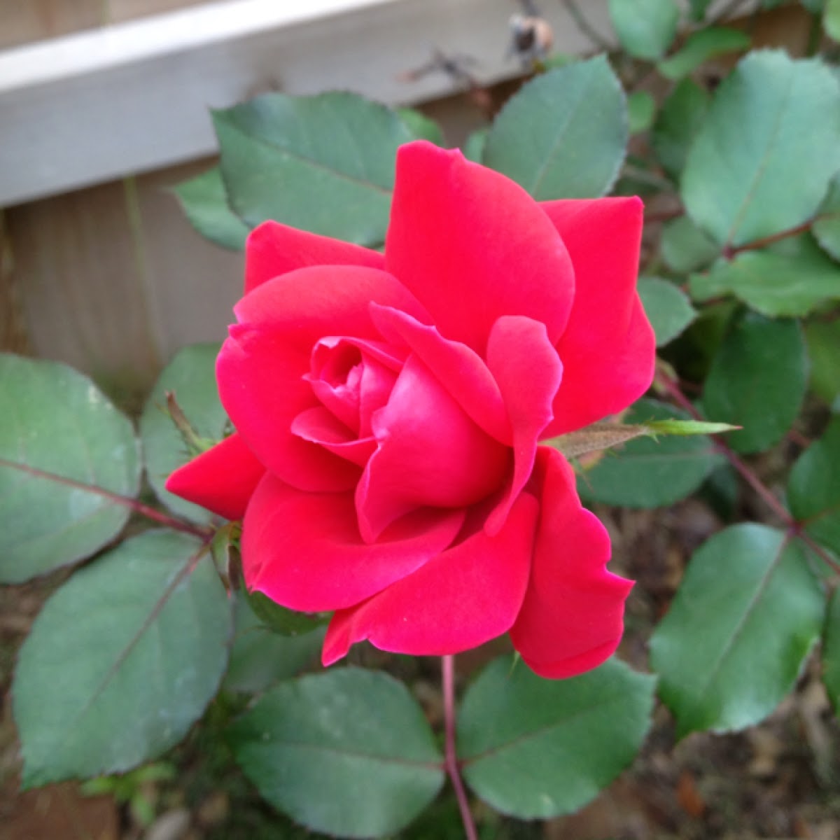 Double knockout rose