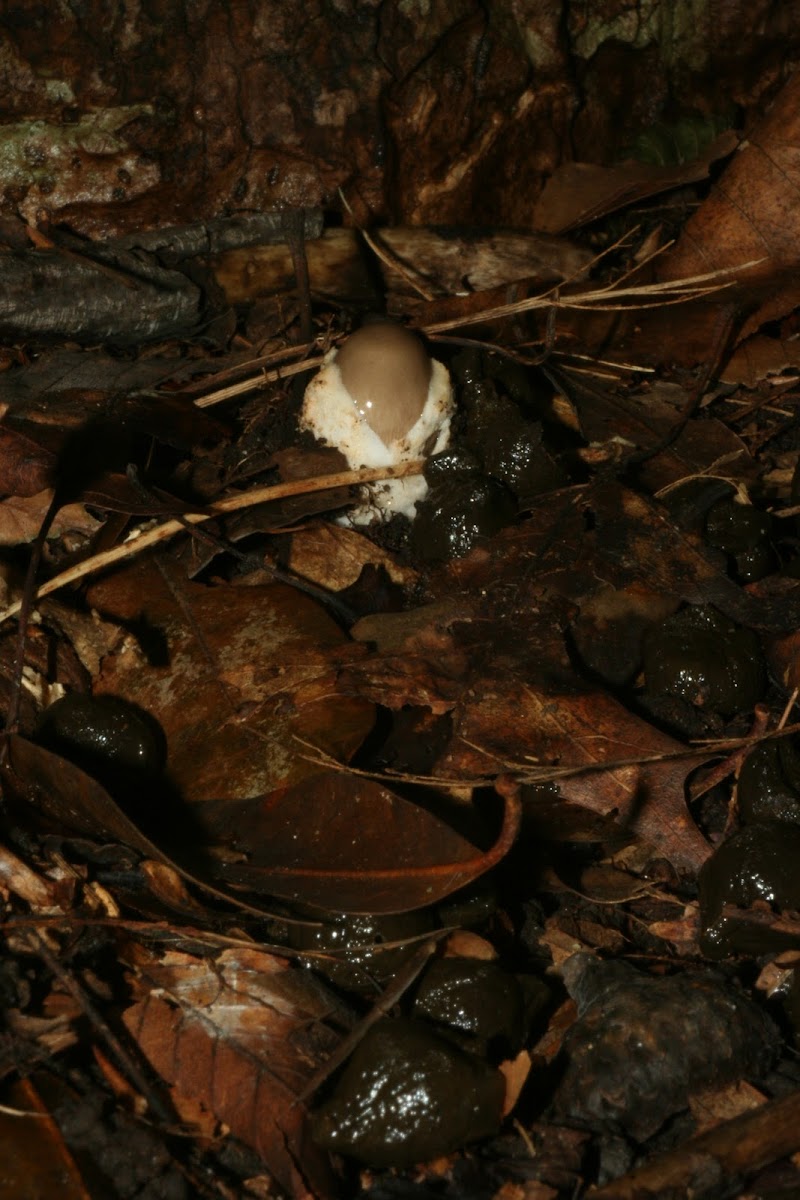 Mushroom on poop
