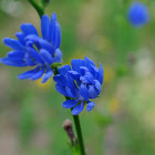 Chicory