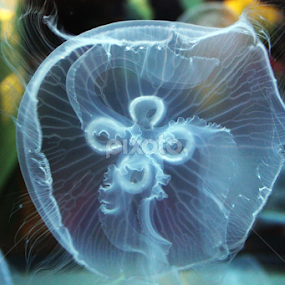 by Erika Winnie - Animals Sea Creatures