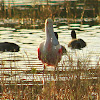 Roseate Spoonbill