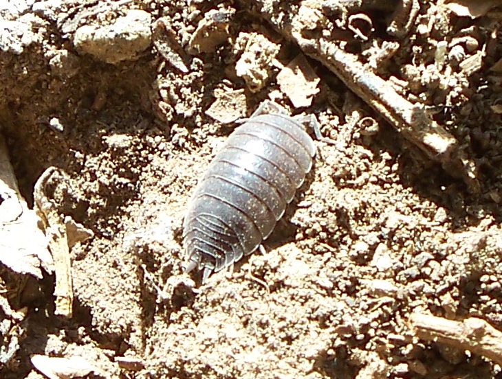 Common Pillbug