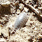 Common Pillbug