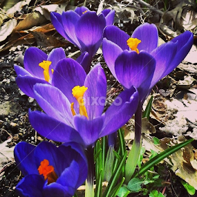 A pop of purple by Dianne Collins - Flowers Flowers in the Wild
