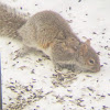 Eastern grey squirrel