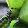 Orange barred sulphur caterpillar
