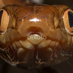what are you looking at? by Michael Duncan - Animals Reptiles