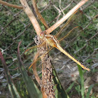 Spangled Skimmer Dragonfly (female)