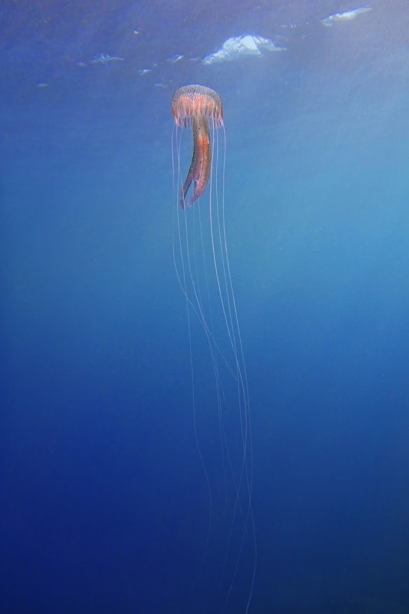 Mauve Stinger Jellyfish