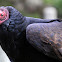 Turkey Vulture