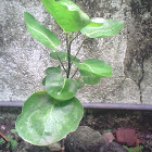 saucer-leaf