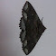 Zale moth