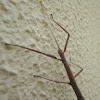 Portugese Stick Insect