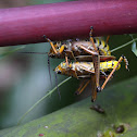 Eastern Lubber Grasshopper