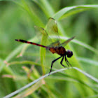 Four-spotted Pennant (immature)