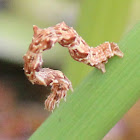 Looper Moth Caterpillar