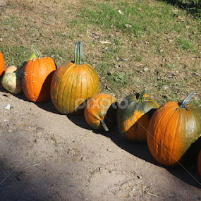 Pumpkins by Linda Poessnecker - Nature Up Close Trees & Bushes