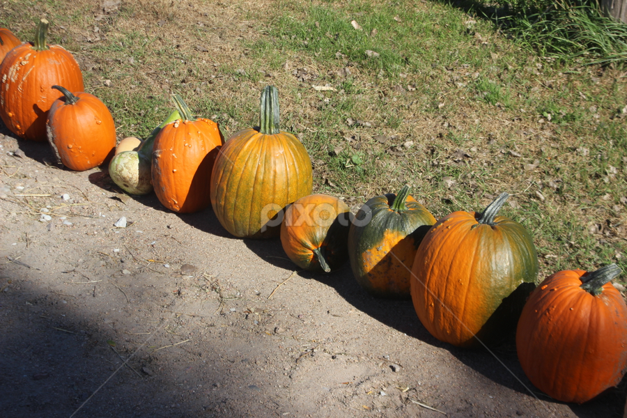 Pumpkins by Linda Poessnecker - Nature Up Close Trees & Bushes