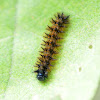 Checkerspot Caterpillar