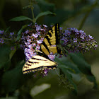 Western Anise Swallowtail Butterfly and Butterfly Flower