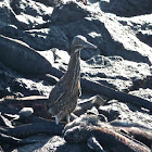 Lava or Galapagos Heron (juvenile)