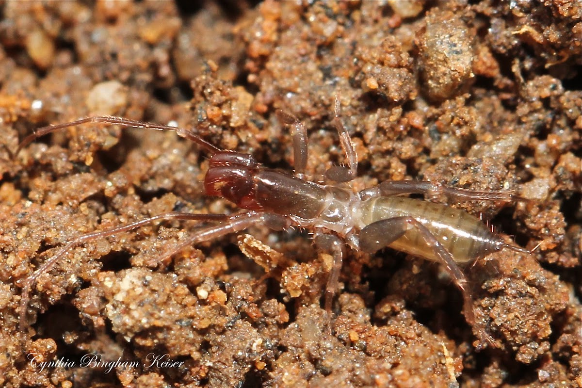 Short-tailed Whipscorpion (Immature)