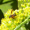 Small Wasp
