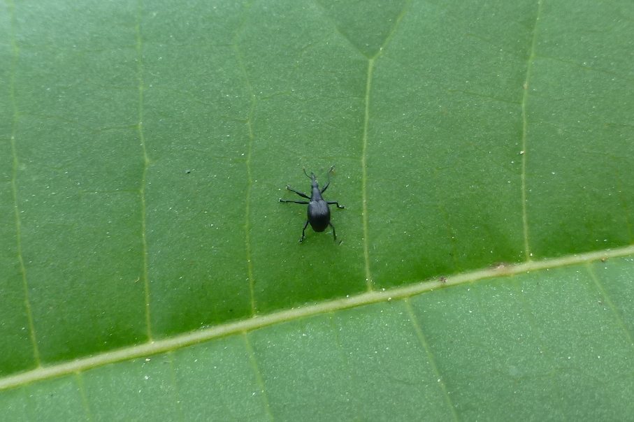 Apionid weevil