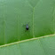 Apionid weevil
