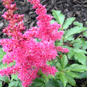 Astilbe