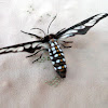 Arctiid moth