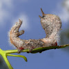 Gum Snout Moth Caterpillar