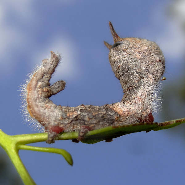 Gum Snout Moth Caterpillar Project Noah