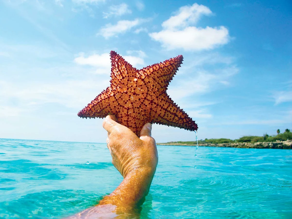 starfish-Aruba - A starfish in the waters off Aruba.