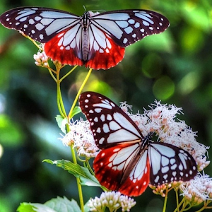 Butterfly Live Wallpaper.apk 1.2