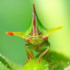 Treehopper