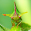 Treehopper