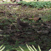 Gray-Fronted Dove