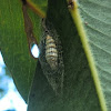 Lithosiinae cocoon